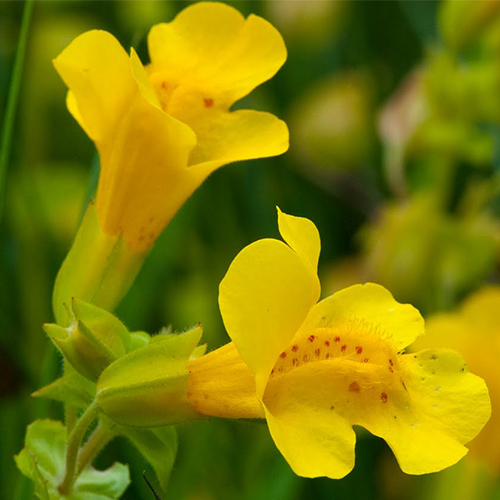 MIMULUS-pulsante ok